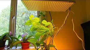 Niello led grow light review. Plant Grow Light Reviews Desert Plants Of Avalon