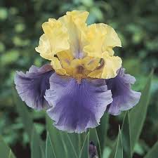 Supplies for cake decorating & cold porcelain. Iris Germanica Edith Wolford Edith Wolford Bearded Iris High Country Gardens