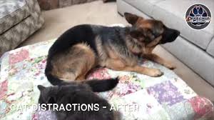 German shepherd puppies akc six females & one male black and tan & two are solid black utd on shots and dewormed ready to go. 10 Month Old Gsd Olive German Shepherd Dog Trainers Off Leash K9 Youtube
