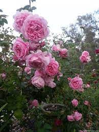 Bishop's castle bred by hoa hồng vlogs xin chào các bạn! Bishop S Castle Rose Photo Rose Rose Photos David Austin Roses