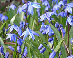 September bis ende dezember, wenn der boden nicht gefroren ist winterhart: Sibirischen Blaustern Pflanzen Und Pflegen Mein Schoner Garten