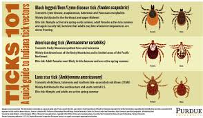 Bit By A Tick Next Steps And Species To Know Purdue