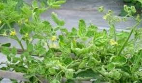 Penelitian mengenai virus dimulai dengan penelitian mengenai penyakit mosaik yang menghambat pertumbuhan. Penyebab Penyakit Daun Tomat Menggulung Dan Bulai Penyakit Virus Kuning Berita Pertanian Mitalom