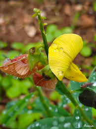 Image result for Crotalaria capensis