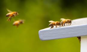 How to get bees to go away. How To Keep Bees Away From Deck Porch Patio House