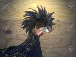 Check out our polish chicken selection for the very best in unique or custom, handmade pieces from our garden decoration shops. A Golden Crested Black Polish Chicken Head With Wood Background Stock Photo Picture And Royalty Free Image Image 31723072