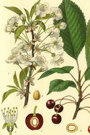 Image result for Prunus