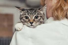 They'll also raise their tail in a friendly manner like they do when they greet their mother. Will My Cat Forgive Me For Hitting Her