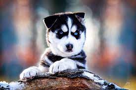 Mensch und hund leben seit tausenden von jahren. Artemis Ein Gottlicher Name Welpe Husky Shooting Puppy Hund Suss Wald Sonnenaufgang Hundefotografie Hundeshootin Hundefotografie Babyhunde Tiere Hund