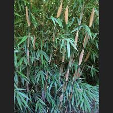 Image result for Lagenaria rufa