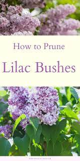Learn To Prune Lilacs The Right Way For Optimum Blooms Next Spring Natalie Linda Prune Lilac Bush Lilac Bushes Lilac Tree