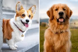 Am i ready for a dog quiz. Which Dog Breed Are You Simulation Quiz