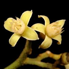 Image result for Lepidotrichilia volkensii