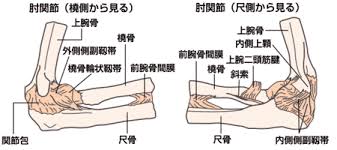 「肘 解剖」の画像検索結果