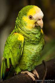 Yellow Spy Pet Birds Parrots Conure Parrots Colorful Parrots