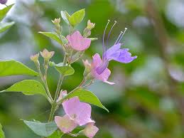 Image result for Karomia speciosa