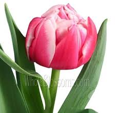 Make your house a home with this stunning fabric. Double Tulips Bicolor Coral Columbus Double Tulips Bicolor Coral Columbus Has Two Colors That Work Masterful Tulips Flowers Tulips For Sale Wholesale Flowers