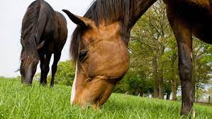 How Much Does It Cost To Own A Horse Horse Hound