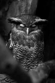 Black And White Animal Photography Sleepy Owl Black White Animal Photography Pictures Forest Creatures Birds Owls Owl Beautiful Owl Owl Bird