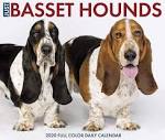 Basset Hound Dog Breed Profile | Petfinder