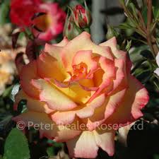 Cut flowers and florist roses varieties. Sheila S Perfume Bush Rose Peter Beales Roses The World Leaders In Shrub Climbing Rambling And Standard Classic Roses