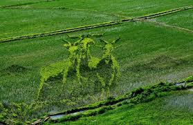 Simply Creative Rice Field Rice Paddy Farmer Park Art