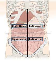 We did not find results for: Organs Of Four Abdominal Quadrants And Nine Abdominal Regions