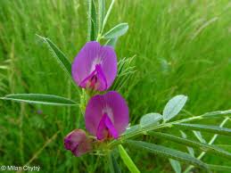 Image result for Vicia sativa