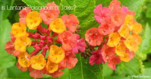 Toxins are found in all parts of the plant. Is The Lantana Plant Poisonous Or Toxic The Answer