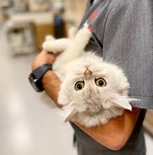 Ear hematoma, also called aural hematoma or auricular hematoma, is a common ear problem in cats. Aural Hematomas In Cats Bond Vet