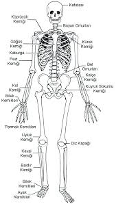 Iskelet Sistemi Kemikleri Resimleri 34560163 Hemsirelik Ogrencileri Fen Dersi Sinifi 4 Sinif Fen