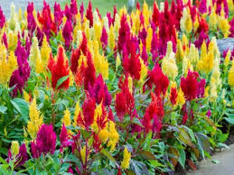 Image result for Celosia