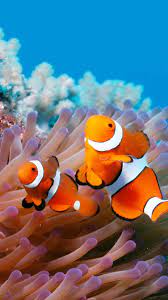 Clown Fish Clown Fish Clownfish And Sea Anemone Fish