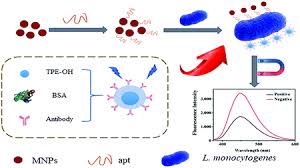 Listeria monocytogenes is a type of bacteria that can cause food poisoning. A Novel Fluorescence Method For The Rapid And Effective Detection Of Listeria Monocytogenes Using Aptamer Conjugated Magnetic Nanoparticles And Aggregation Induced Emission Dots Analyst Rsc Publishing