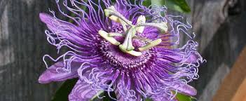 The beauty of passion flowers (passiflora spp.) in bloom against the dark green leaves of the vining plant may inspire you to propagate additional plants to grow or there are more than 520 species of passion flower, most of them vines, and most native to warm areas of central and south america. Passiflora Passion Flower Passion Vine Passiflora Incense