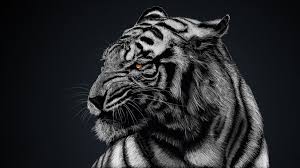 Tigre Blanco Fondo De Pantalla 4k Ultra Hd Id 3196 Tigre Blanco Tatuaje De Tigre Fotos De Leones