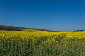What is the definition for land clearing? Wallpaper Blue Sky Green Yellow Landscape Photography Landscapes Nikon Flickr Durham Clear Land Fields Farms Northeast Rapeseed Countydurham Shildon Iansanderson Brusselton D7200 Nikond7200 6000x4000 931934 Hd Wallpapers