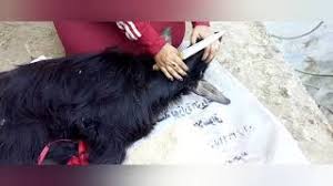 Check spelling or type a new query. Ø¬Ù†ÙˆÙ† Ø§Ø®ØªØµØ§Ø± Ø³Ø¯Ø¯ Ø¯ÙŠÙ†Ùƒ Ù†Ø³Ø§Ø¡ ØªØ°Ø¨Ø­ Ø¯Ø¬Ø§Ø¬ Buyandsellnapleswithnancy Com