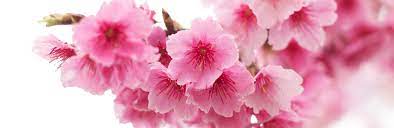 Because these dwarf ornamental cherry trees only grow. How To Grow A Flowering Cherry Tree Lovethegarden