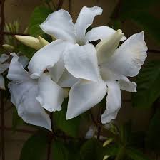 Image result for dipladenie suaveolens obrázek