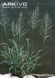 Image result for Leptochloa panicea