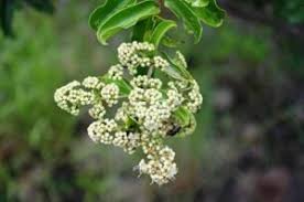 Image result for Cyperus pseudoleptocladus