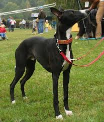 Hypoallergenic Dogs 28 Dogs That Don T Shed Hypoallergenic Dog Breed Hypoallergenic Dogs Whippet