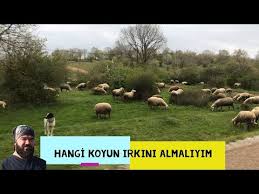 Kucukbas Hayvan Ciftligi Kurulumu Ve Yetistiriciligi Kucukbas Dunyasi Ciftci Tv Youtube