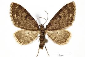 Image result for Eupithecia tenuiata