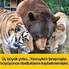 dus un adli kullanicinin bilgi panosundaki pin hayvan bebekler hayvan hayvanlar