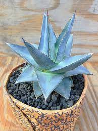 Check spelling or type a new query. Agave Pumila Miniature Agave World Of Succulents Agave Plant Succulents Planting Succulents