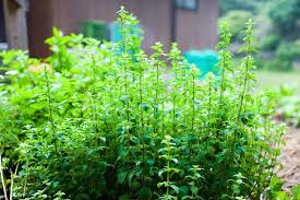 Don't water oregano during wet weather. Growing Oregano Learn How To Grow Oregano