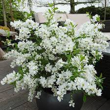 Image result for Exochorda