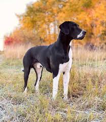 Check spelling or type a new query. Mantle Great Dane Everything You Need To Know Bubbly Pet